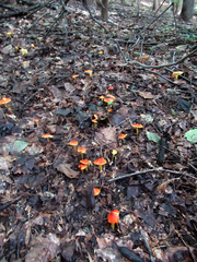 Hygrocybe cuspidata
