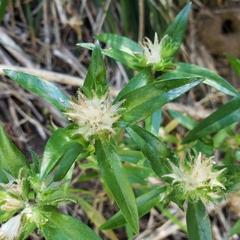 Collomia grandiflora