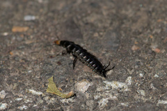 Silphidae