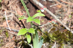 Vaccinium myrtilloides