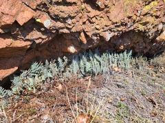 Myriopteris lindheimeri