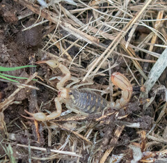 Paravaejovis spinigerus