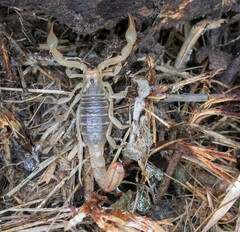 Paravaejovis spinigerus