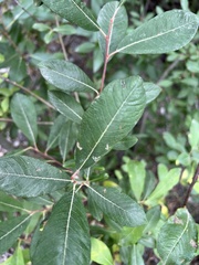 Salix sitchensis