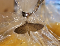 Herpetogramma licarsisalis