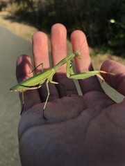 Mantis