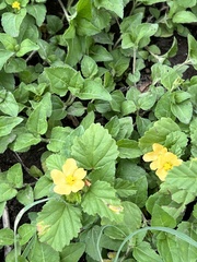 Malvastrum coromandelianum