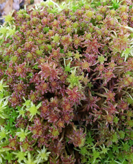 Sphagnum capillifolium