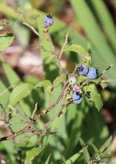 Vaccinium myrtilloides