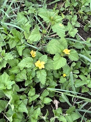 Malvastrum coromandelianum