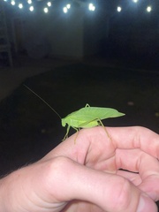 Microcentrum rhombifolium