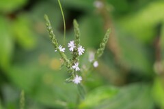 Verbena officinalis