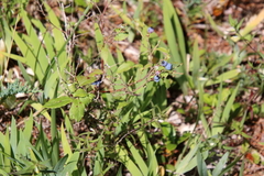 Vaccinium myrtilloides