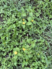 Malvastrum coromandelianum