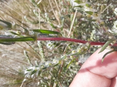 Bassia scoparia