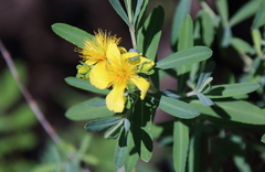 Hypericum kalmianum