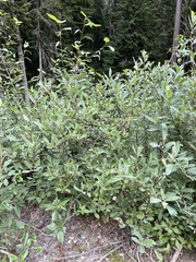 Salix sitchensis