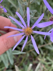Eucephalus ledophyllus