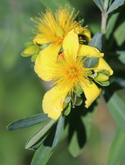 Hypericum kalmianum