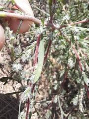 Bassia scoparia