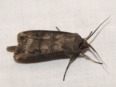 Agrotis ipsilon