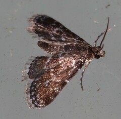 Elophila tinealis