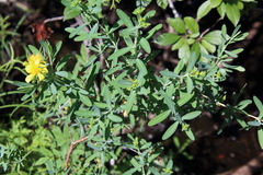 Hypericum kalmianum