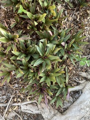 Tradescantia spathacea