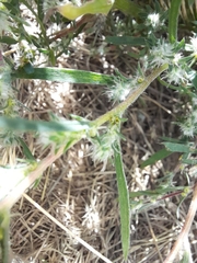 Bassia scoparia