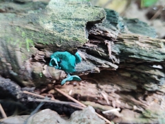 Chlorociboria