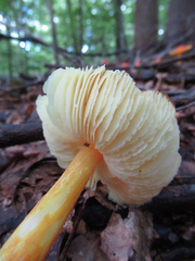 Hygrocybe cuspidata