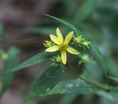 Helianthus microcephalus