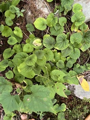 Viola