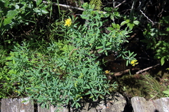 Hypericum kalmianum