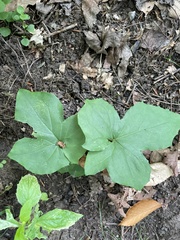 Nabalus trifoliolatus