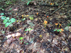 Hygrocybe cuspidata