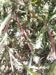 Bassia scoparia