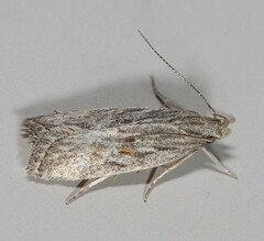 Helcystogramma chambersella