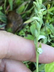 Spiranthes casei casei