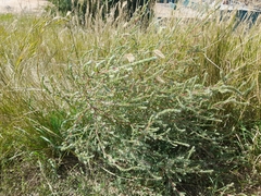 Bassia scoparia