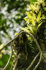 Columnea