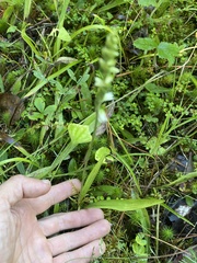 Spiranthes casei casei