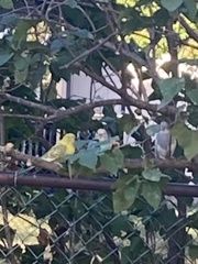 Melopsittacus undulatus domesticus