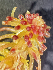 Sphagnum capillifolium