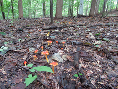 Hygrocybe cuspidata