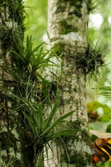 Catopsis sessiliflora