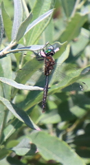 Somatochlora walshii