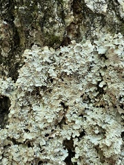 Ricasolia quercizans