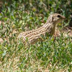 Ictidomys tridecemlineatus