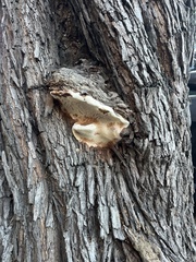 Ganoderma polychromum